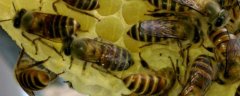 中蜂一年取几次蜂蜜？