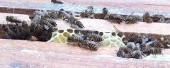 定地养蜂一人能养多少？