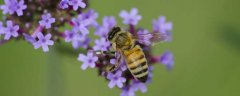 蜜蜂几条腿和几对翅膀？
