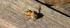 蜜蜂和马蜂有什么区别？
