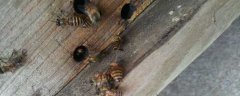 蜂箱用什么吸引蜜蜂？