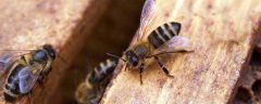 养蜂一年能挣二十万吗？