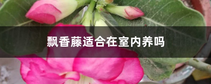 飘香藤适合在室内养吗 飘香藤适合在室内养吗
