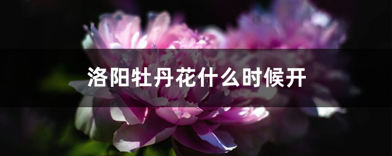 洛阳牡丹花什么时候开 洛阳牡丹花什么时候开