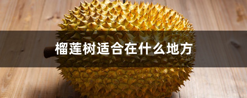 榴莲树适合在什么地方 榴莲树适合在什么地方