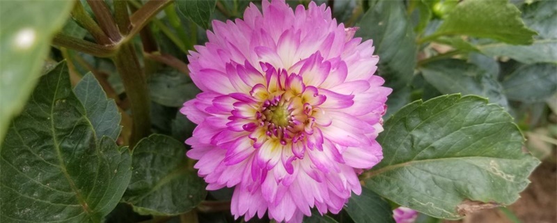 鞍山适合养什么花,市花和市树是什么 鞍山适合养什么花,市花和市树是什么