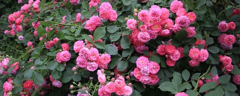 大连适合养什么花,市花和市树是什么 大连适合养什么花,市花和市树是什么