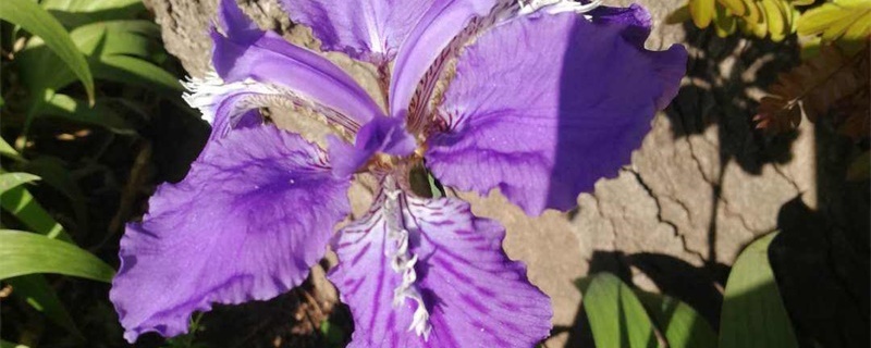 天水适合养什么花,市花和市树是什么 天水适合养什么花,市花和市树是什么
