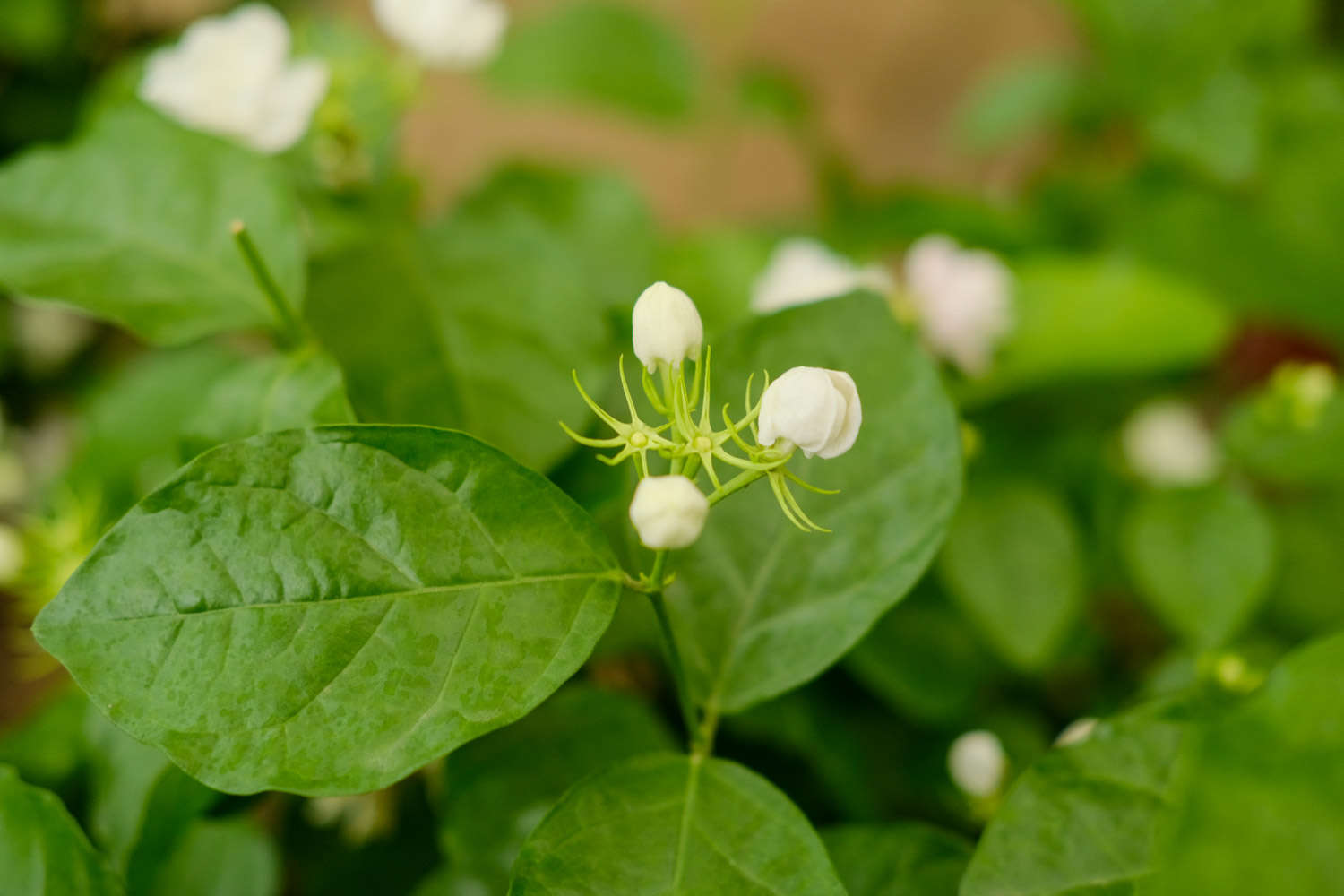 茉莉花