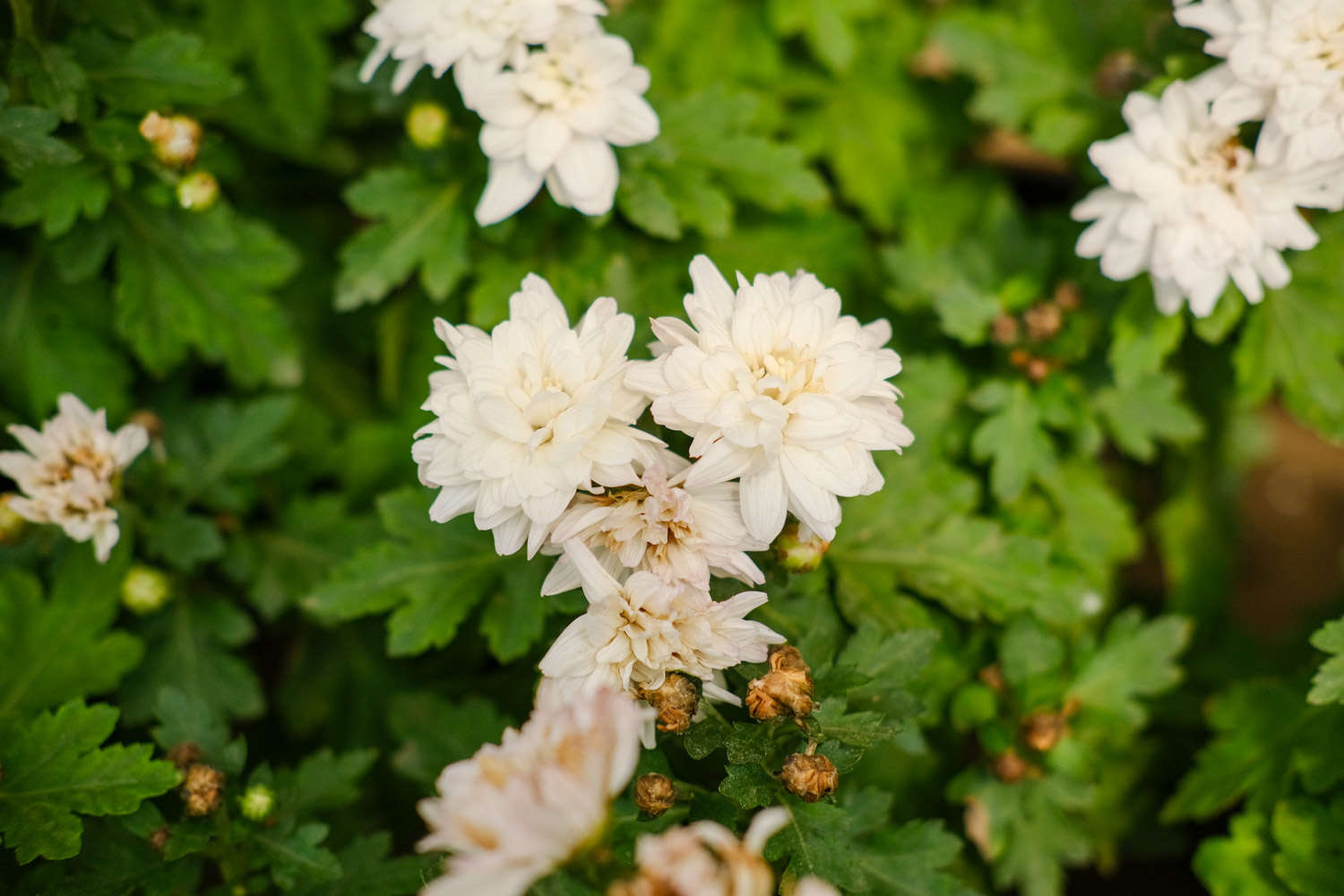菊花 菊花