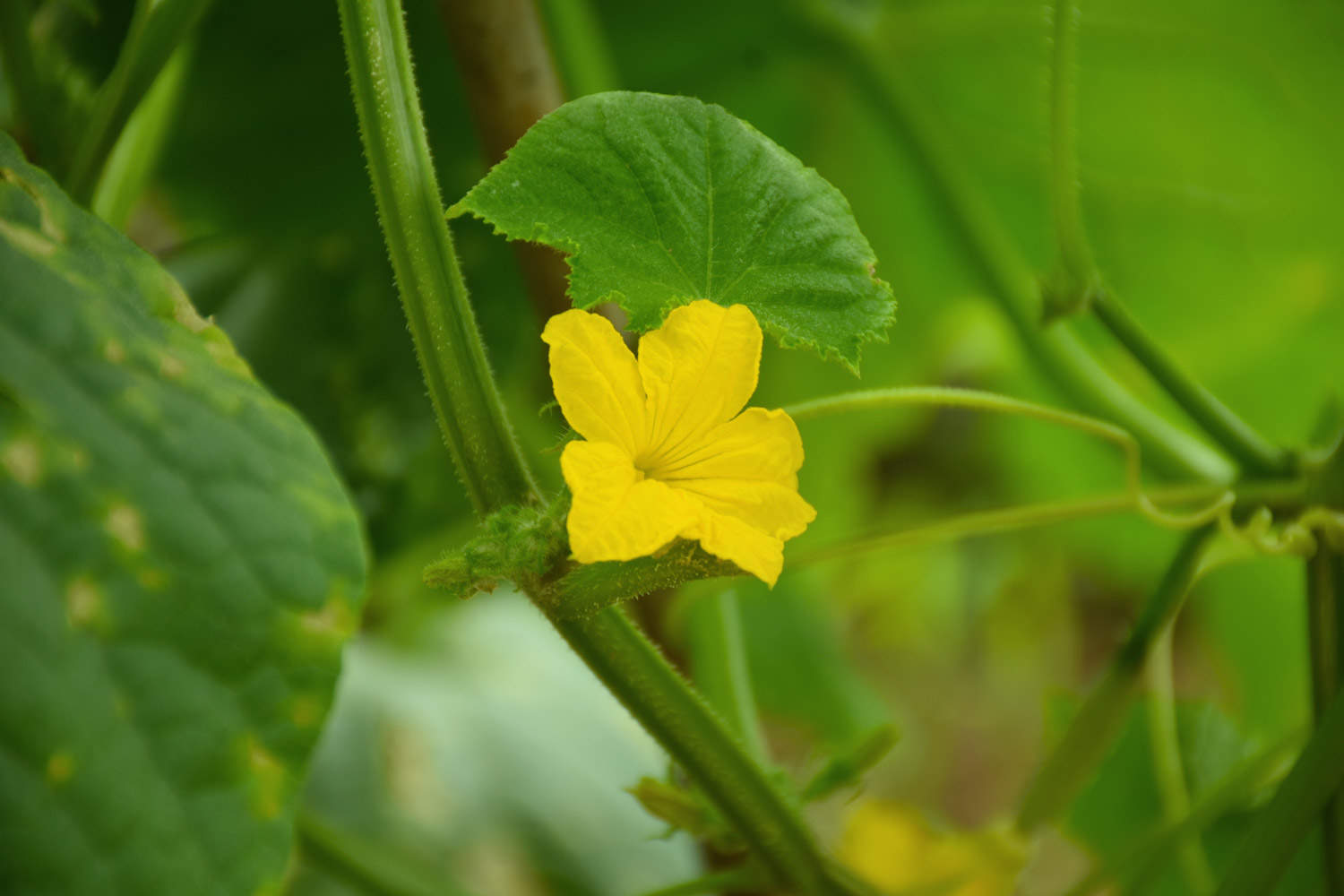 黄瓜花