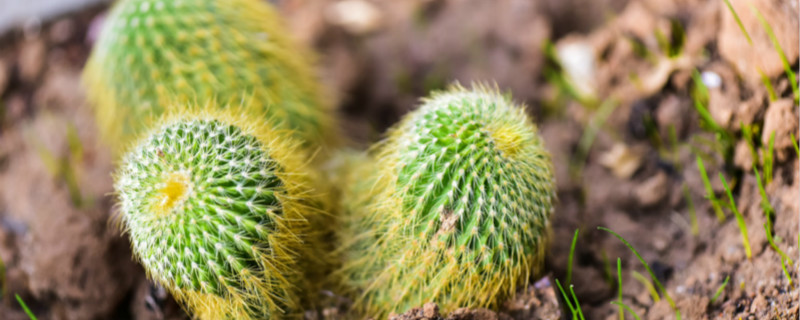仙人球开白花是好事吗 仙人球开白花是好事吗
