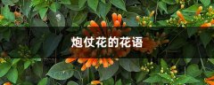 炮仗花的花语和寓意，有什么文化意义