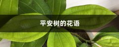 平安树的花语和寓意，有什么传说故事