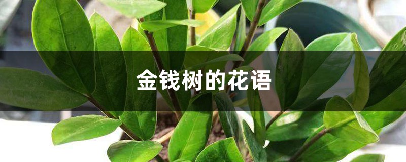 金钱树的花语和寓意,适合送给什么人 金钱树的花语和寓意,适合送给什么人