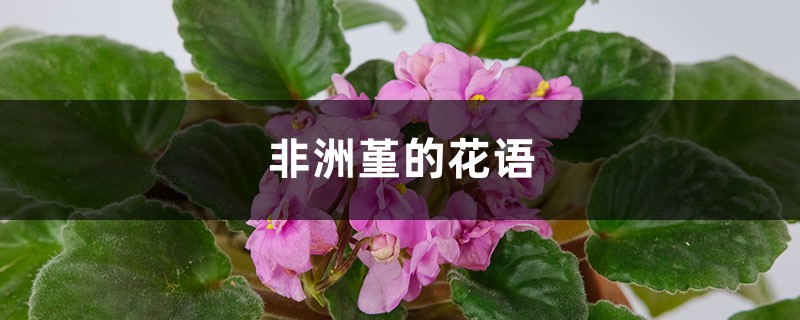 非洲堇的花语和寓意,有什么传说故事 非洲堇的花语和寓意,有什么传说故事