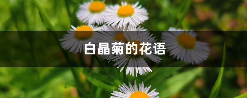 白晶菊的花语和寓意,有什么传说故事 白晶菊的花语和寓意,有什么传说故事