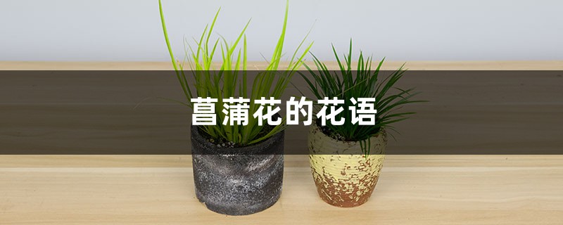 菖蒲花的花语和寓意,有什么传说故事 菖蒲花的花语和寓意,有什么传说故事