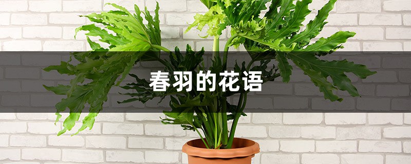 春羽的花语和寓意,适合送给什么人 春羽的花语和寓意,适合送给什么人