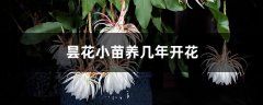 昙花小苗养几年开花，小苗需要晒太阳吗