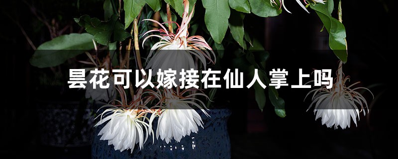 昙花可以嫁接在仙人掌上吗，可以养在室内吗