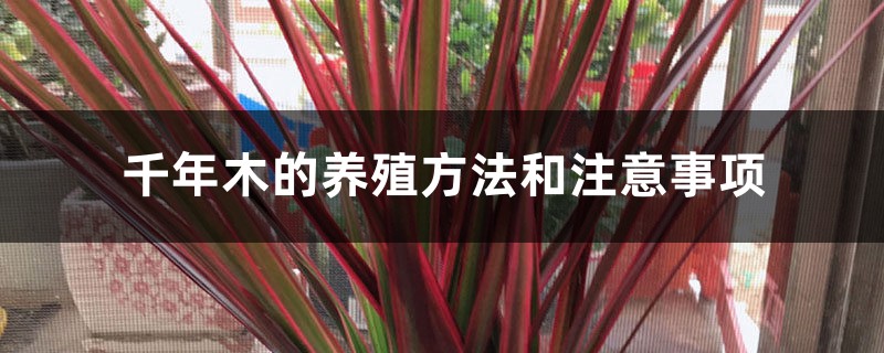 千年木的养殖方法和注意事项 千年木的养殖方法和注意事项