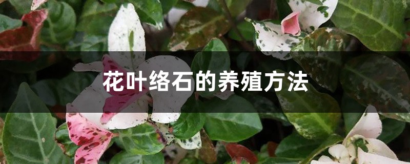 花叶络石的养殖方法 花叶络石的养殖方法