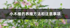 小木槿的养殖方法和注意事项