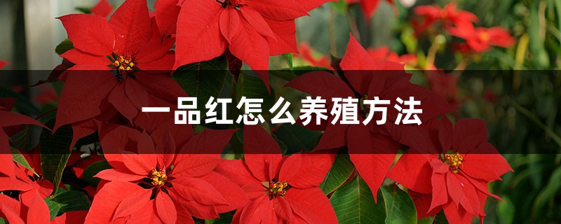 一品红怎么养殖方法,一品红图片 一品红怎么养殖方法,一品红图片