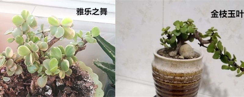 雅乐之舞和金枝玉叶的区别,哪个好 雅乐之舞和金枝玉叶的区别,哪个好