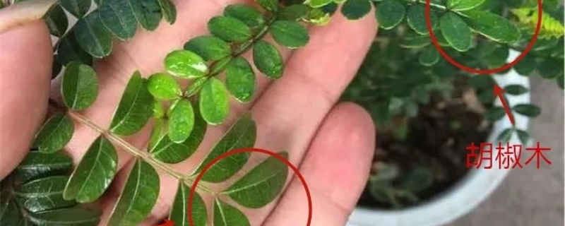 胡椒木和清香木的区别,哪个好养 胡椒木和清香木的区别,哪个好养
