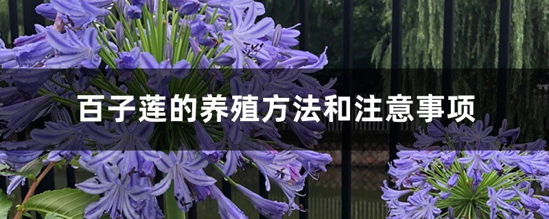 百子莲的养殖方法和注意事项 百子莲的养殖方法和注意事项