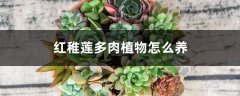 红稚莲多肉植物怎么养，如何养出老桩