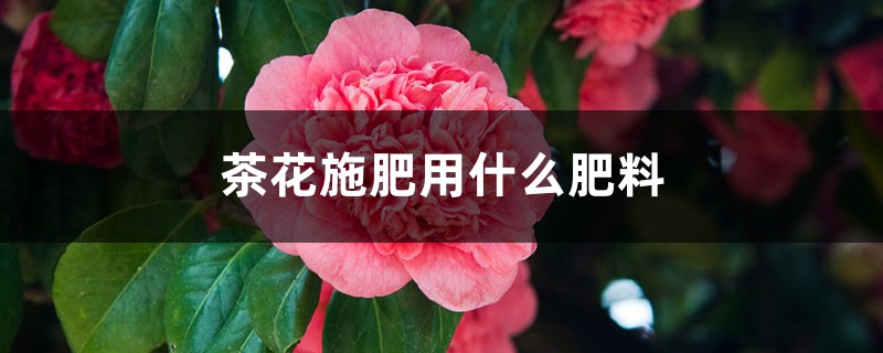 茶花施肥用什么肥料,茶花施肥过多怎么办 茶花施肥用什么肥料,茶花施肥过多怎么办