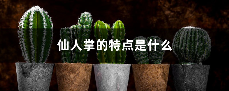 仙人掌是花吗，特点是什么