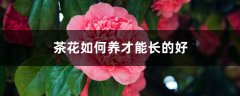 茶花如何养才能长的好，茶花的养殖方法