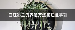 口红吊兰的养殖方法和注意事项