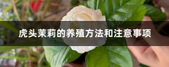 虎头茉莉的养殖方法和注意事项