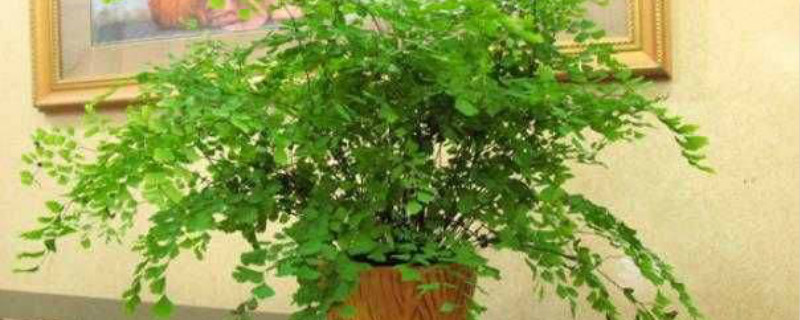 铁线蕨是什么植物,有什么药用与功效 铁线蕨是什么植物,有什么药用与功效