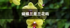 蝴蝶兰是兰花吗，蝴蝶兰是多年生植物吗