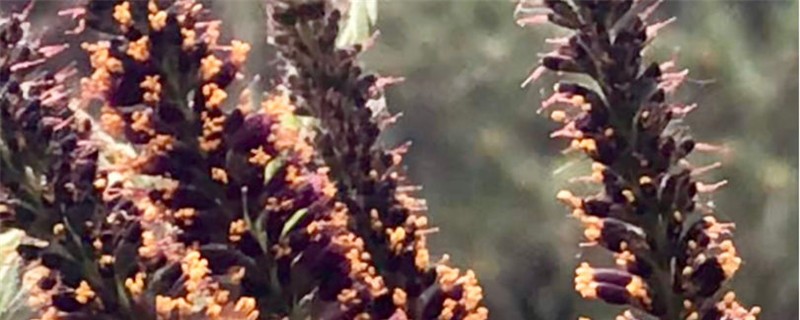 紫穗槐的养殖方法和注意事项 紫穗槐的养殖方法和注意事项