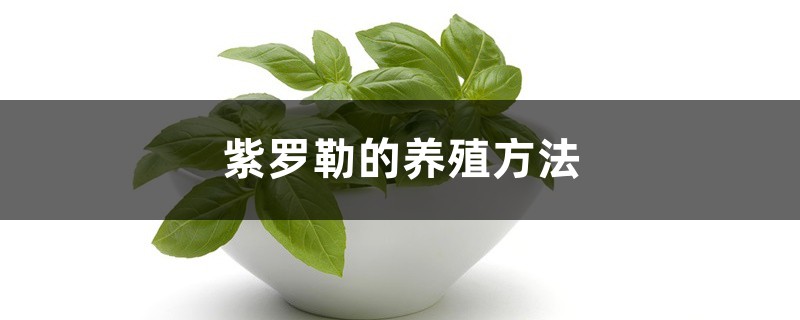 紫罗勒的养殖方法和注意事项 紫罗勒的养殖方法和注意事项