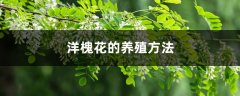 洋槐花的养殖方法和注意事项