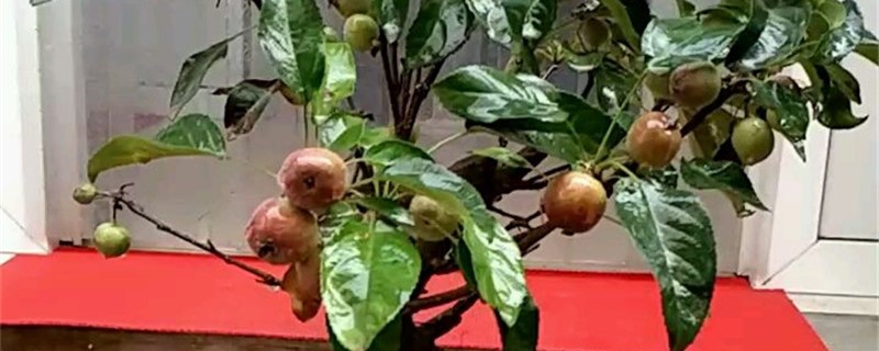 沙果的养殖方法和注意事项 沙果的养殖方法和注意事项