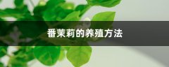 番茉莉的养殖方法和注意事项