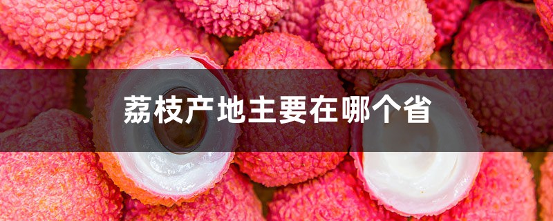荔枝产地主要在哪个省,吃多了会怎样 荔枝产地主要在哪个省,吃多了会怎样