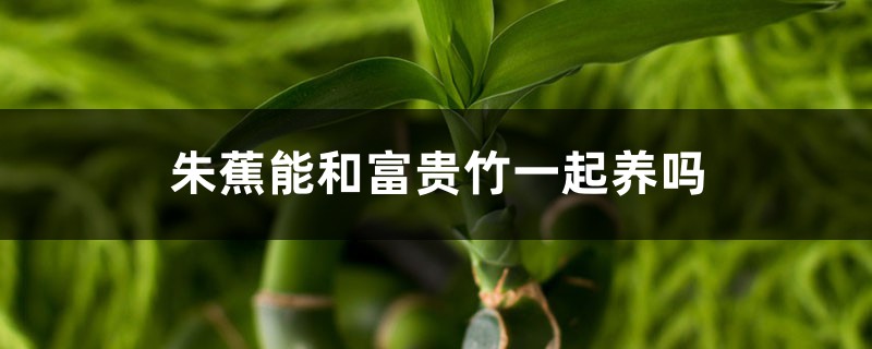 朱蕉能和富贵竹一起养吗,怎么养 朱蕉能和富贵竹一起养吗,怎么养