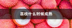 荔枝什么时候成熟，几月份上市