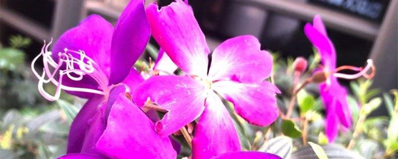 蒂牡花的养殖方法和注意事项 蒂牡花的养殖方法和注意事项