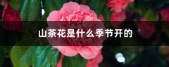 山茶花是什么季节开的，山茶花是哪个市市花